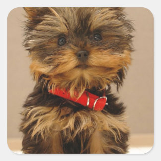 Yorkie Products Square Sticker