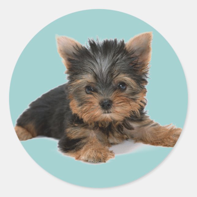 Yorkie Pup Classic Round Sticker (Front)
