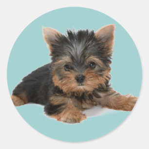 Yorkie Pup Classic Round Sticker