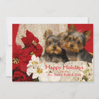 Yorkie puppies with Poinsettias Holiday Card