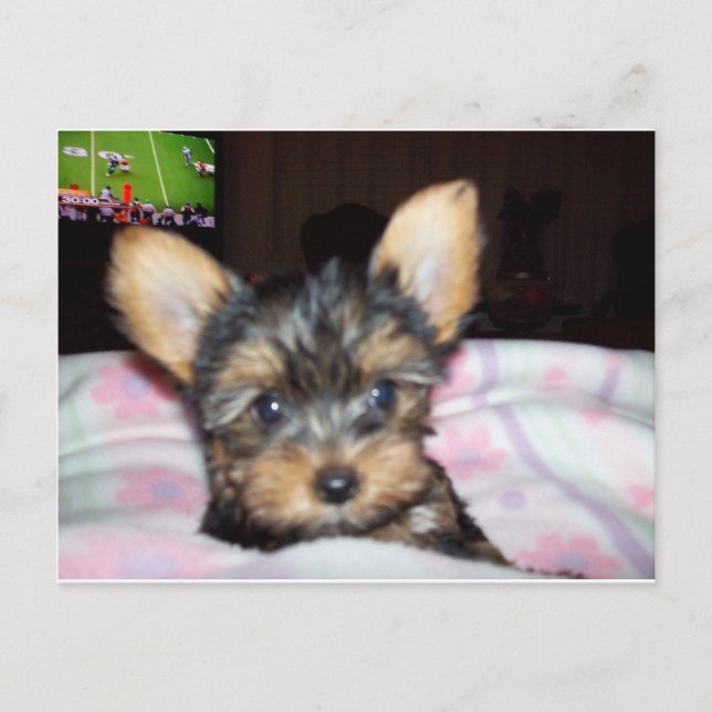 Yorkie Puppy Dog Lover Gifts Postcard (Front)