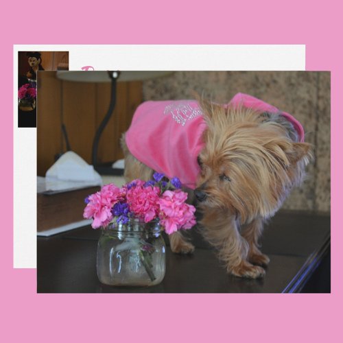 Yorkie Puppy Love Pretty in Pink Postcard