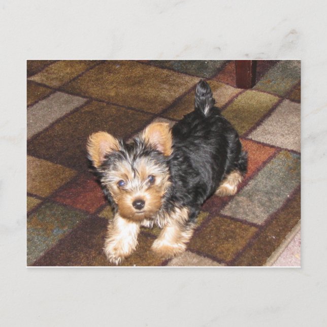 Yorkie Puppy Postcard (Front)