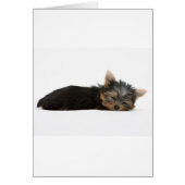 Yorkie Puppy Sleeping (Front)