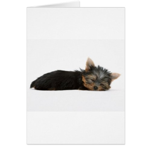 Yorkie Puppy Sleeping