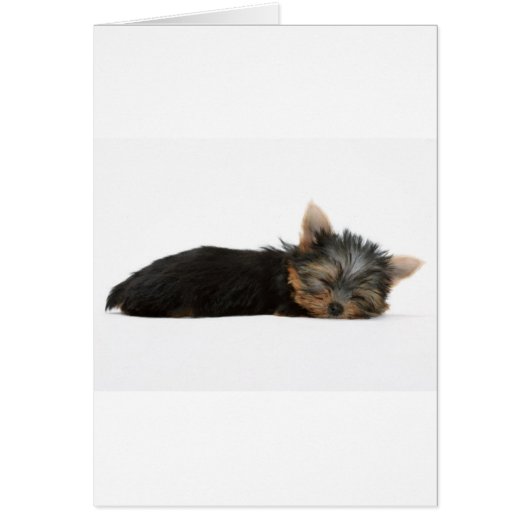 Yorkie Puppy Sleeping Cards (Front)