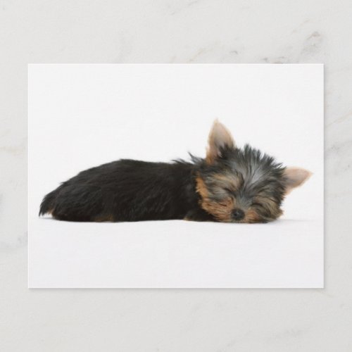 Yorkie Puppy Sleeping Postcard