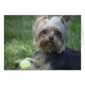 Yorkie Tennis (Front Horizontal)