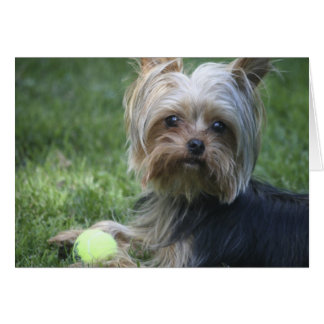 Yorkie Tennis Cards