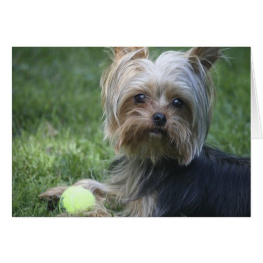 Yorkie Tennis Cards (Front Horizontal)