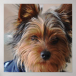 Yorkie Terrier Poster