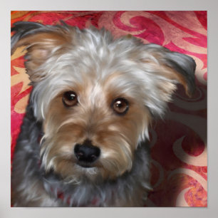 Yorkie Terrier Poster