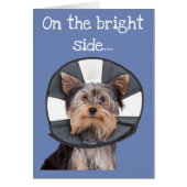 Yorkie Wearing Cone of Shame (Front)