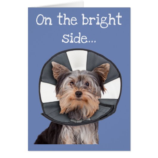 Yorkie Wearing Cone of Shame Cards (Front)