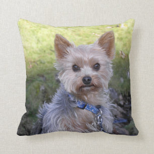 Yorkie with blue collar throw pillow