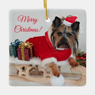 Yorkie Yorkshire Terrier Dog - Christmas Santa Hat