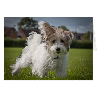 Yorkiepoo Cards