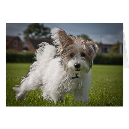 Yorkiepoo Cards (Front Horizontal)
