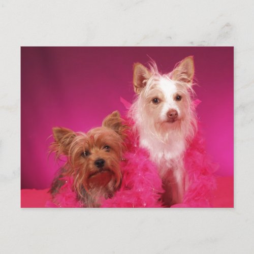 Yorkies and Pink Boas Postcard