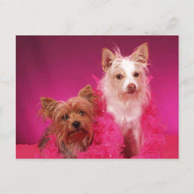 Yorkies and Pink Boas Postcard (Front)