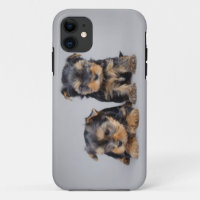 Yorkies