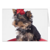 yorkshire (Front Horizontal)