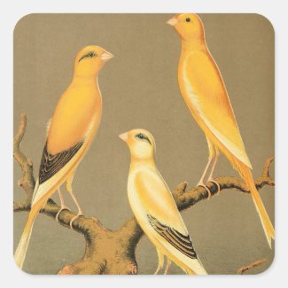 YORKSHIRE CANARIES