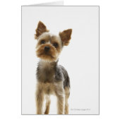 Yorkshire Terrier (Front)