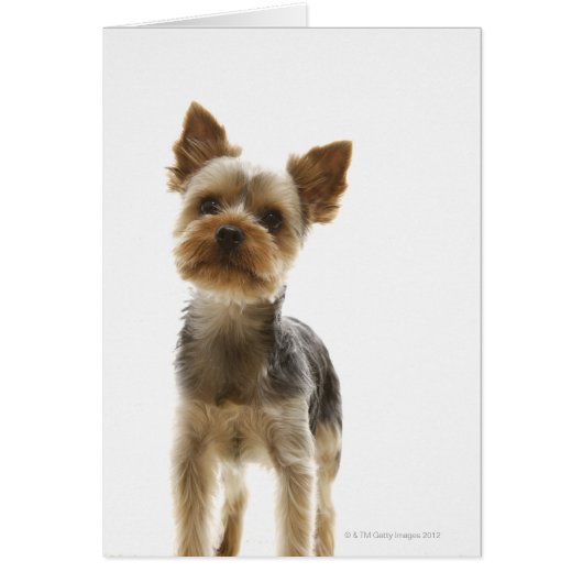 Yorkshire Terrier (Front)