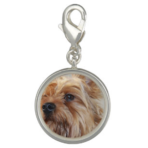 yorkshire-terrier-12.jpg charm