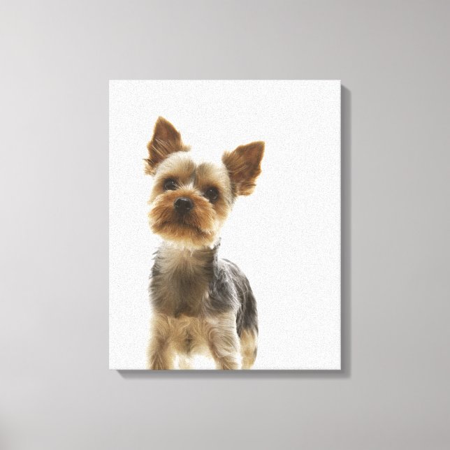 Yorkshire Terrier 2 Canvas Print (Front)
