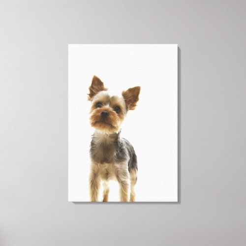 Yorkshire Terrier 2 Canvas Print