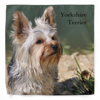 Yorkshire Terrier Bandana by artinphotography at Zazzle