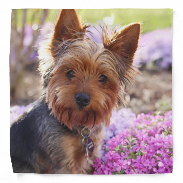 Yorkshire Terrier Bandana (Front)