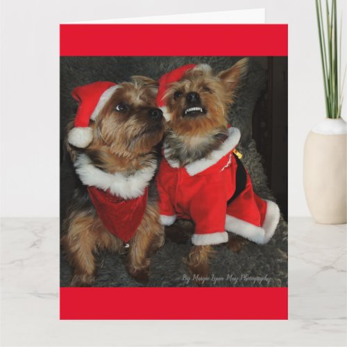 Yorkshire Terrier Big Christmas Time Smile Card