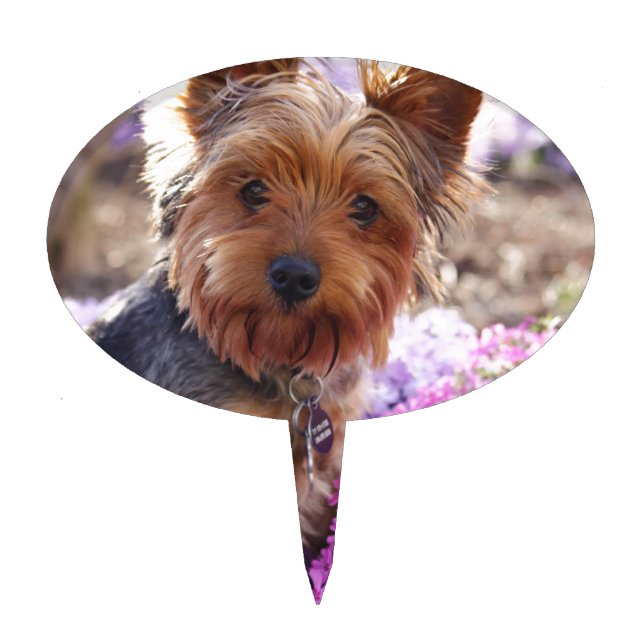 Yorkshire Terrier Cake Topper (Front)