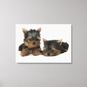 Yorkshire Terrier Canvas Print