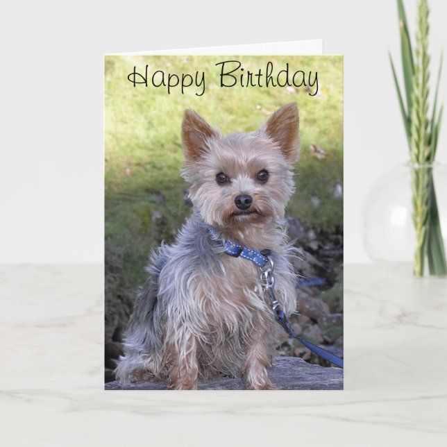 Yorkshire Terrier Card (Front)