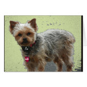 Yorkshire Terrier Card (Front Horizontal)