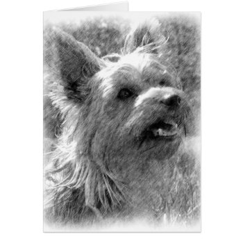 Yorkshire Terrier Card by artinphotography at Zazzle