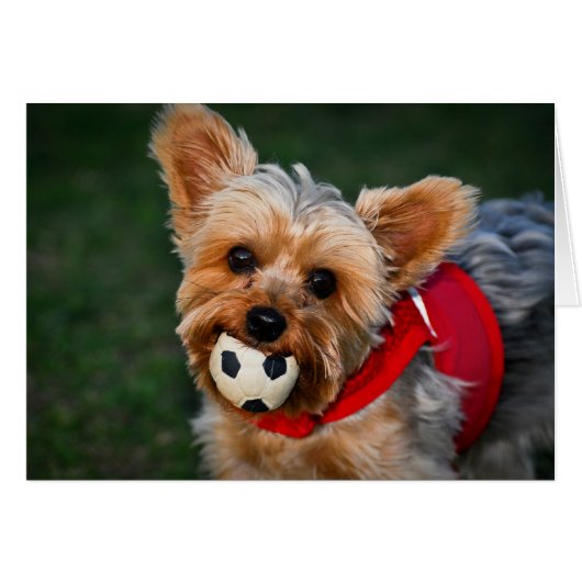 Yorkshire Terrier Cards (Front Horizontal)