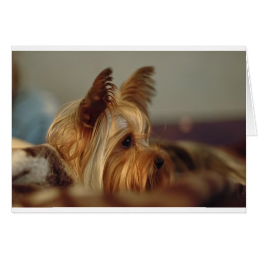 Yorkshire Terrier Cards (Front Horizontal)
