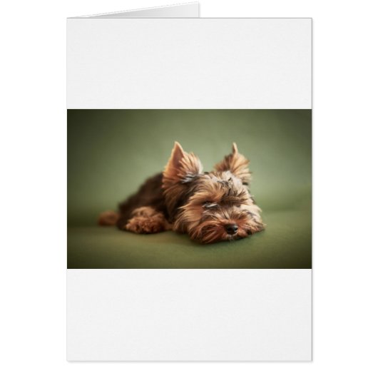 Yorkshire Terrier Cards (Front)