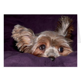 Yorkshire Terrier Cards