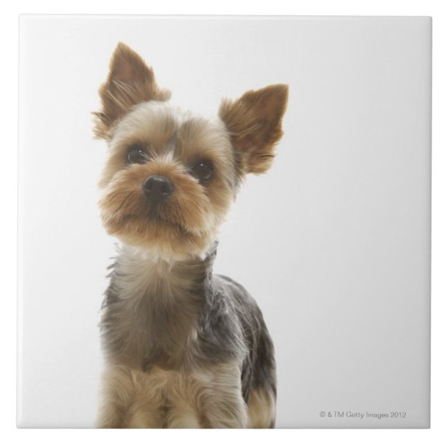Yorkshire Terrier Ceramic Tile (Front)