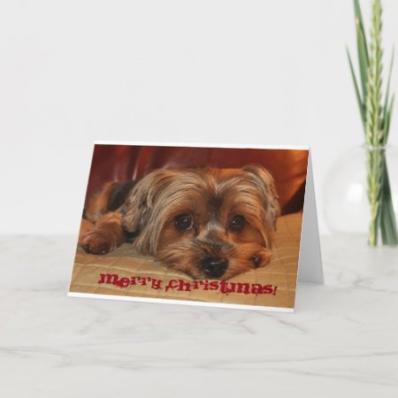 Yorkshire Terrier Christmas  Greeting Card