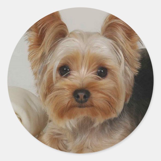 Yorkshire Terrier Classic Round Sticker (Front)