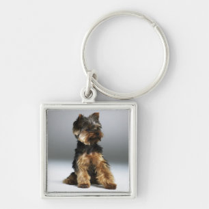 Yorkshire terrier, close-up keychain