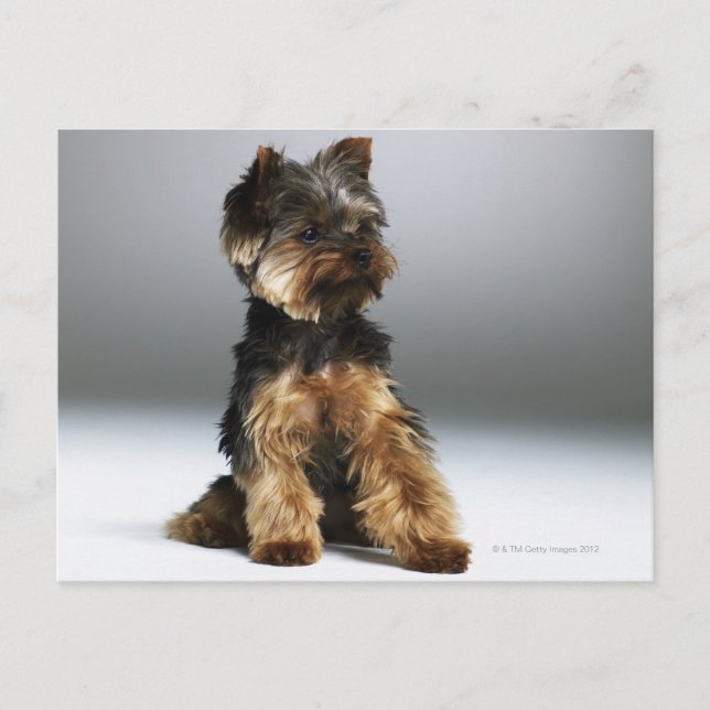 Yorkshire terrier, close-up postcard (Front)