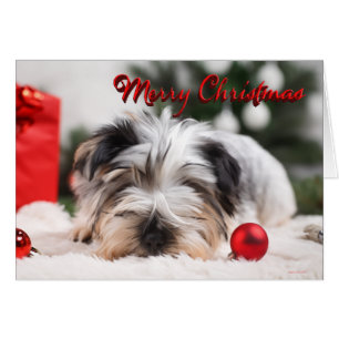 Yorkshire Terrier Cute Merry Christmas Cards